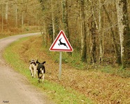 © F-P Voisin