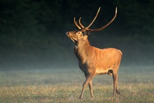 Le Pic, cerf à tête insolite (c) SG