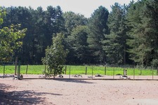 Les chiens se dorent au soleil, août 2011