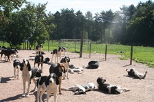 Les chiens se dorent au soleil, août 2011