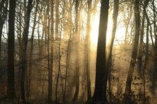 Forêt dans la poussière (c) F-P Voisin