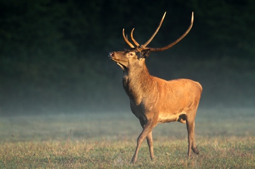 Chasse au Cerf - Mon premier Cerf de 16 cors irréguliers - de